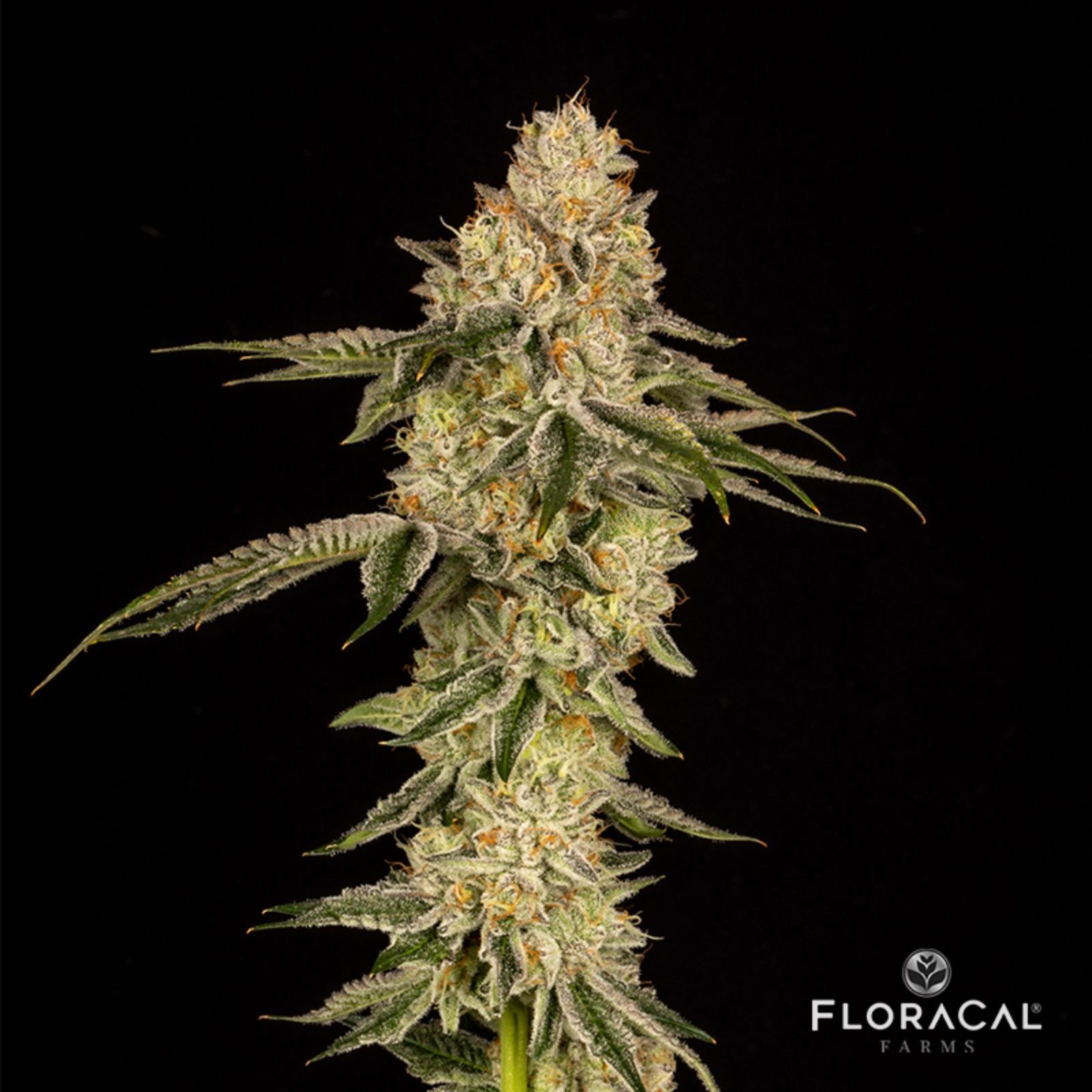 FloraCal Farms Animal Mints Leafly